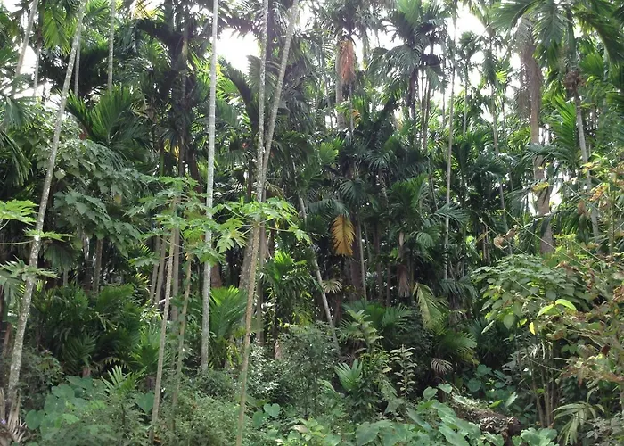 Chansor 6 By Siem Reap Homesteading * Phumi Trach Pok