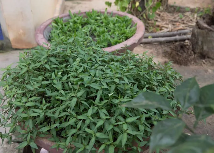 Chansor 6 By Siem Reap Homesteading Séjour chez l'habitant Phumi Trach Pok