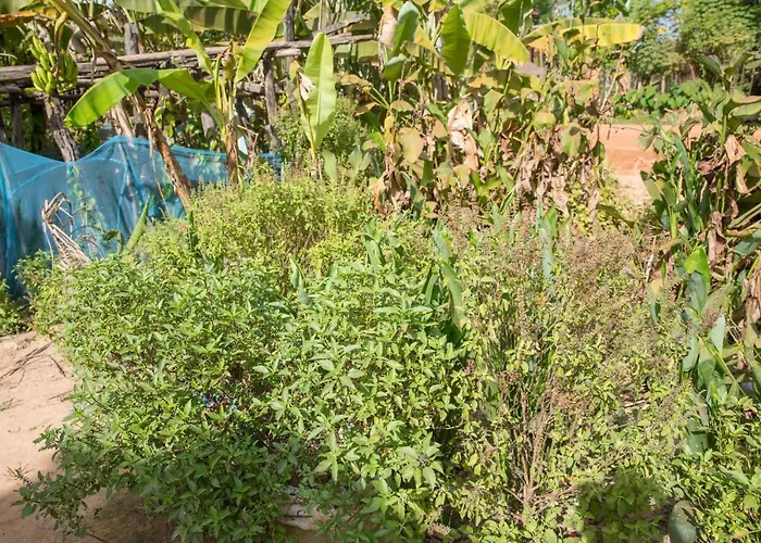 Chansor 6 By Siem Reap Homesteading * Phumi Trach Pok
